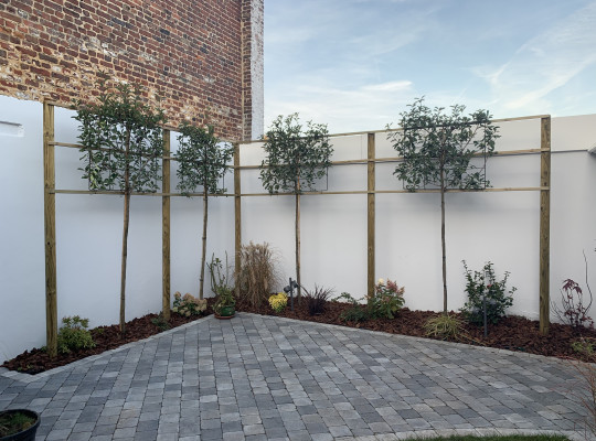 création d'espalier | 